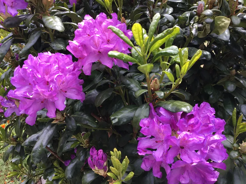 Clusters of purple rhododendron flowers in Brookings, Oregon