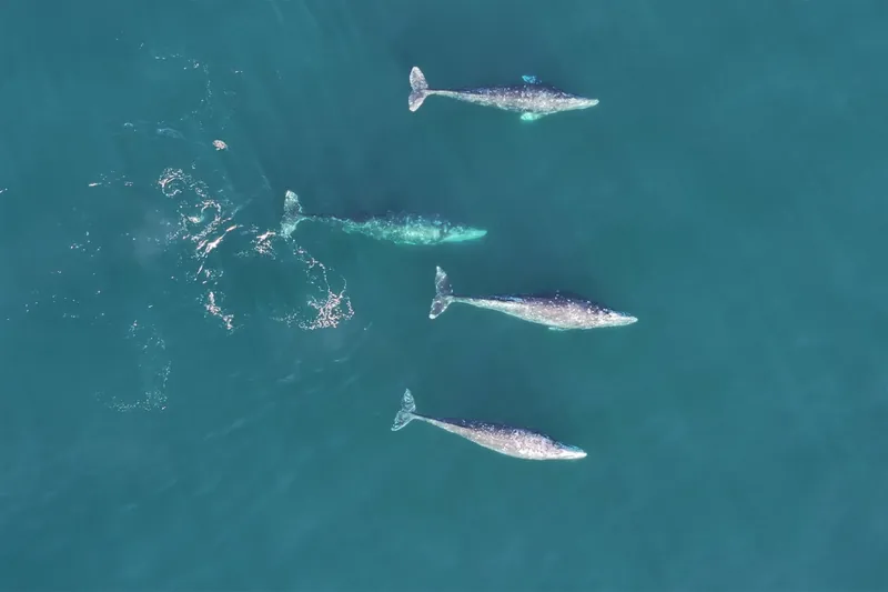 Four gray whales swimming through blue ocean water