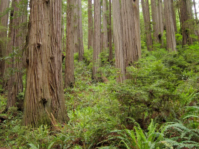Coast redwood trunks and ferns along the Boy Scout Tree Trail in Jedediah Smith Redwoods State Park
