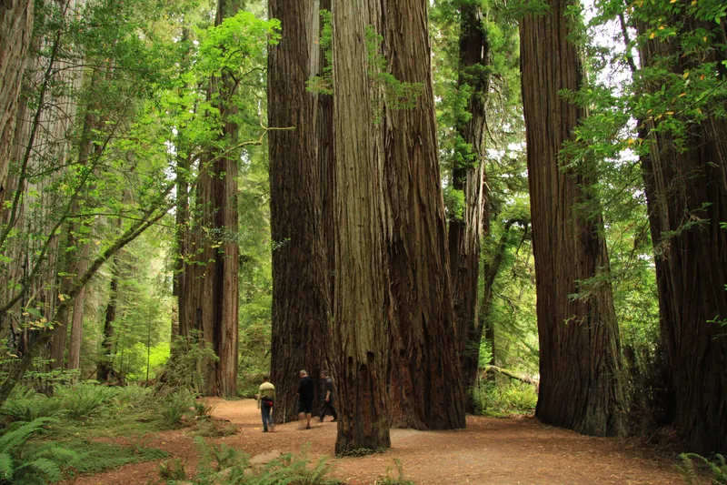Towering coast redwoods beside a walking path in Stout Memorial Grove